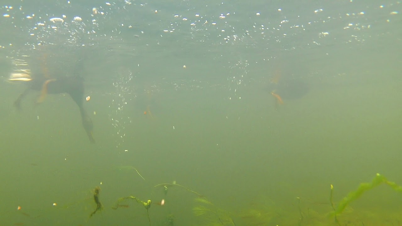 Action Cam Dunking - Feeding time on the River Teme at Ludlow