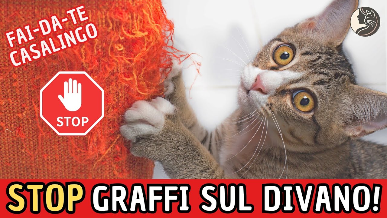 5 Soluzioni Fai-da-te Per Salvare il Divano dai Graffi del Tuo Gatto!