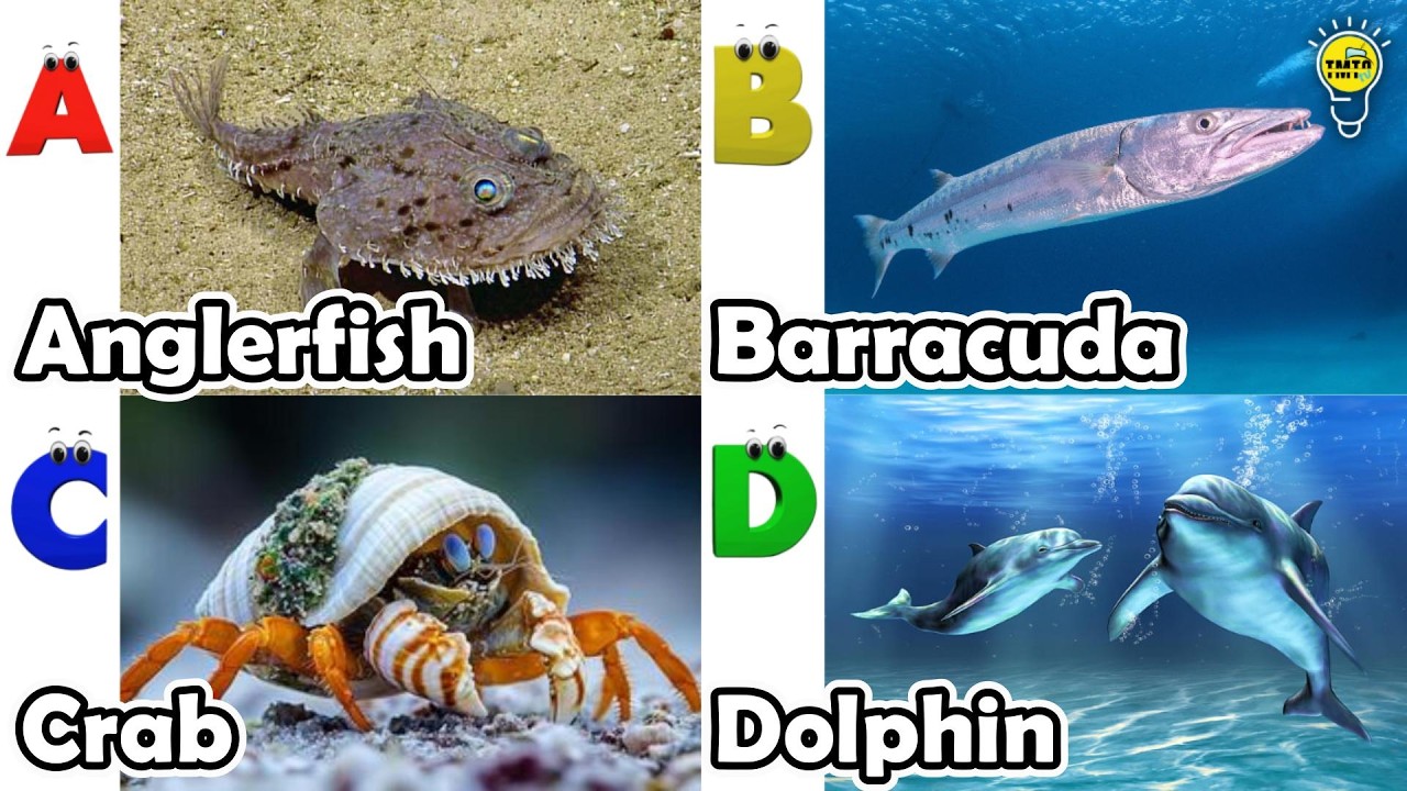 ABC Sea Animals song | Learn Alphabets | English and Animals for Kids | #anglerfish