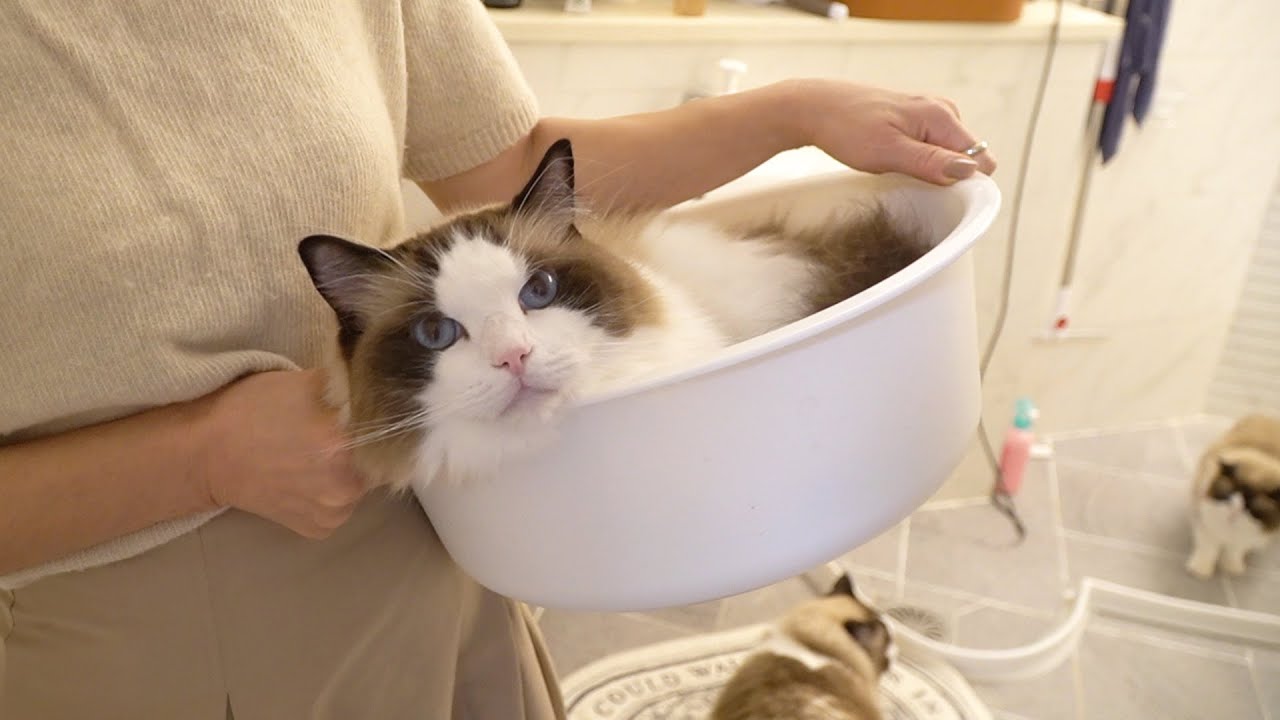 ✨2년만에 돌아온!✨ 목욕 천재 고양이 구피💦