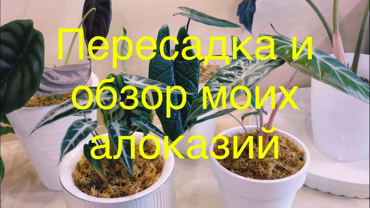 7.06.23 Обзор моих алоказий