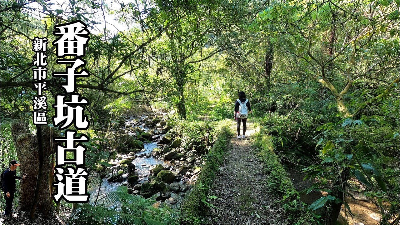 小橋、流水、人家，還有百年大樟樹~番子坑古道 (新北市平溪區) (Old Fanzhikeng Trail)