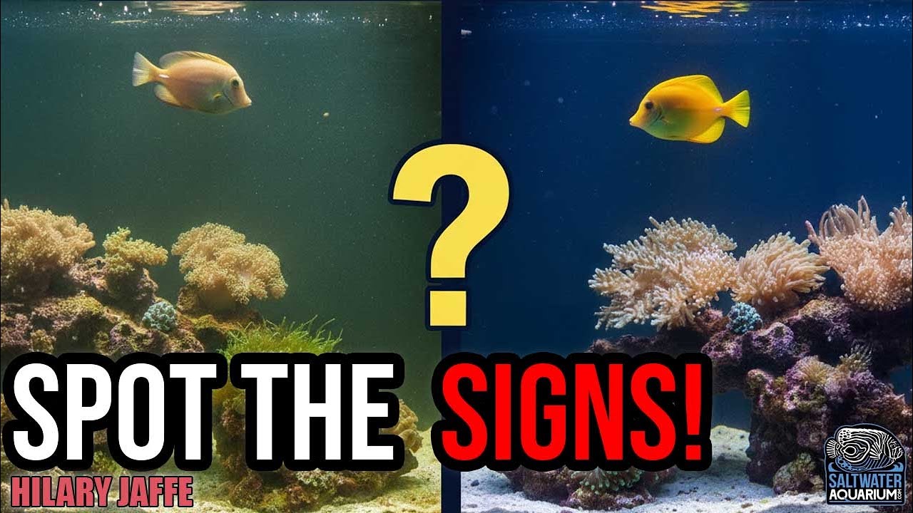 5 Warning Signs Your Aquarium Needs an Immediate Water Change | Hilary Jaffe