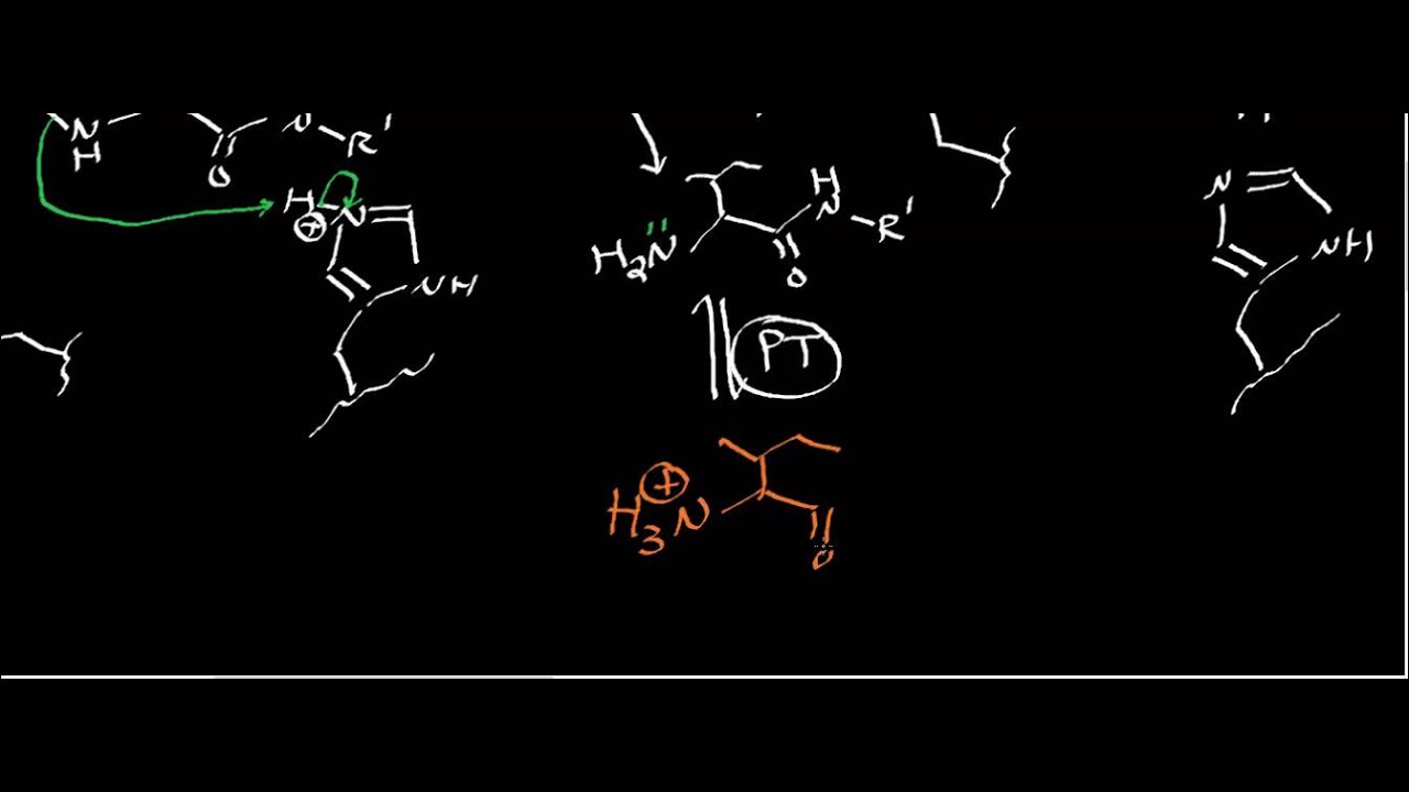 Biochemistry | Protease Mechanisms [Part 3/3]