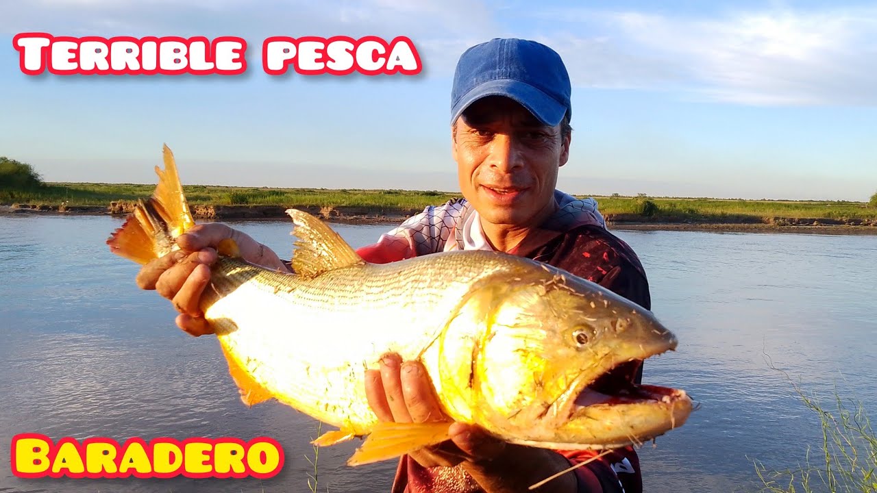 BOGAS Y DORADOS ENORMES EN BARADERO ! Impresionante pesca
