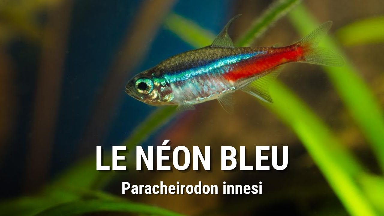 LES SECRETS DU NÉON BLEU EN AQUARIUM !