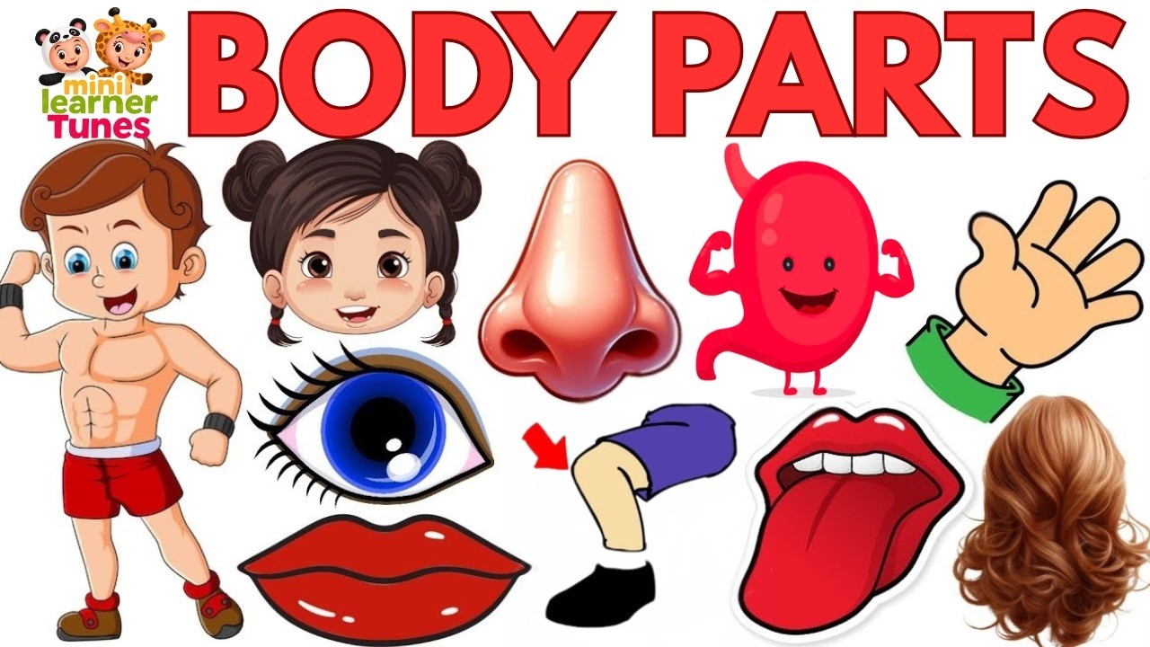 Parts of Body | Body Parts Name | Name of Body Parts in English with Pictures