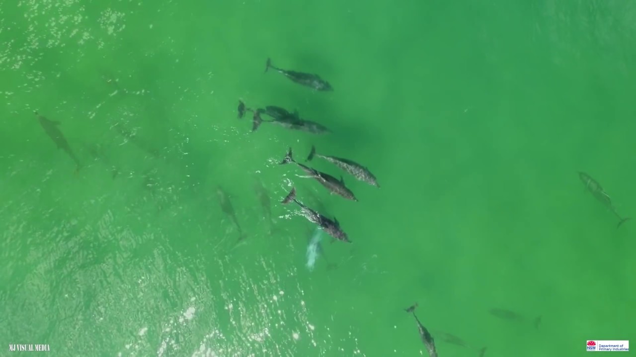 Drones detect sharks at Evans Head, NSW