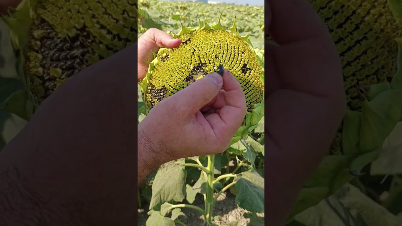 Ayçiçeği 🌻 yağlık ayçiçeği ziyaretimiz