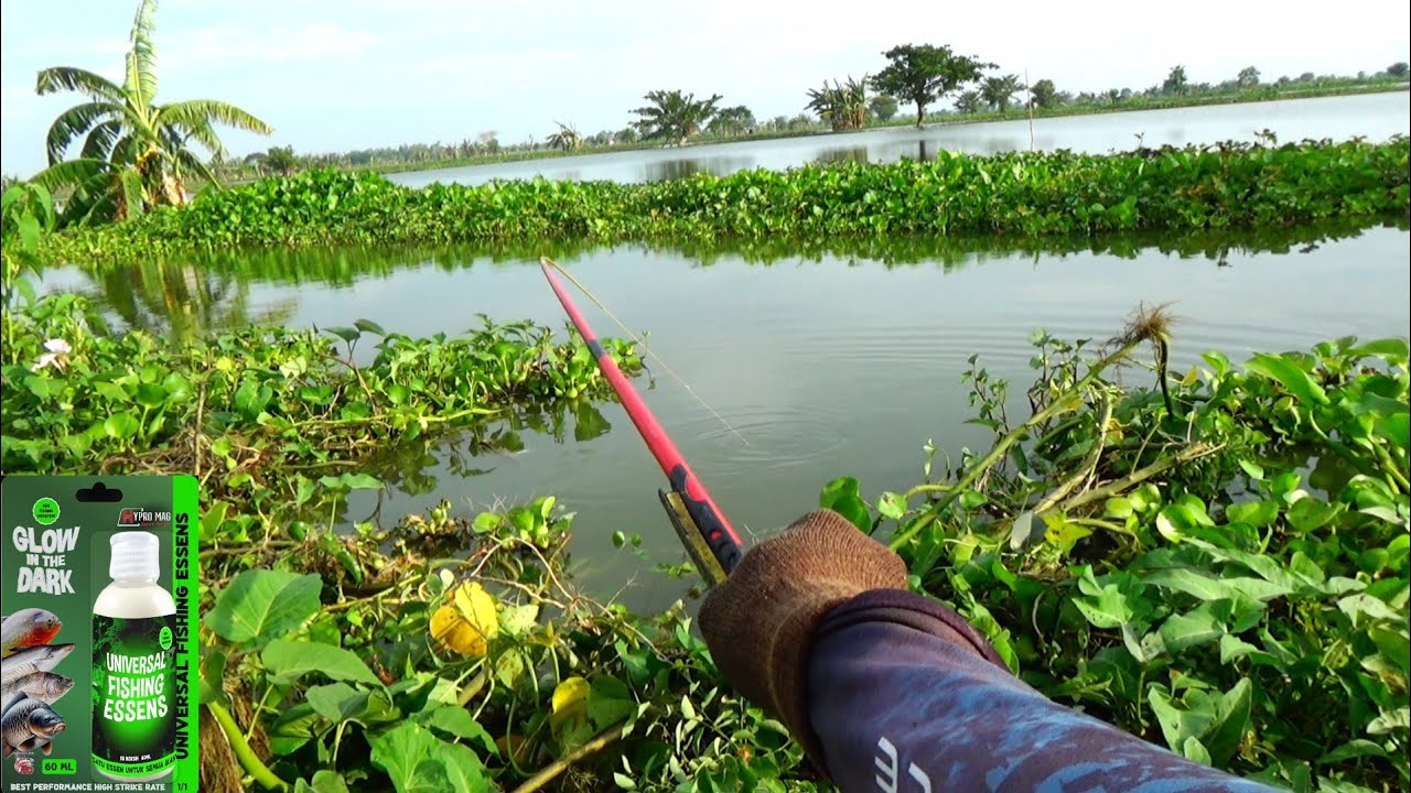 Sarang ikan monster-monster dipancingi ya begini akibatnya, Semua pemancing pasti emosi seperti ini 