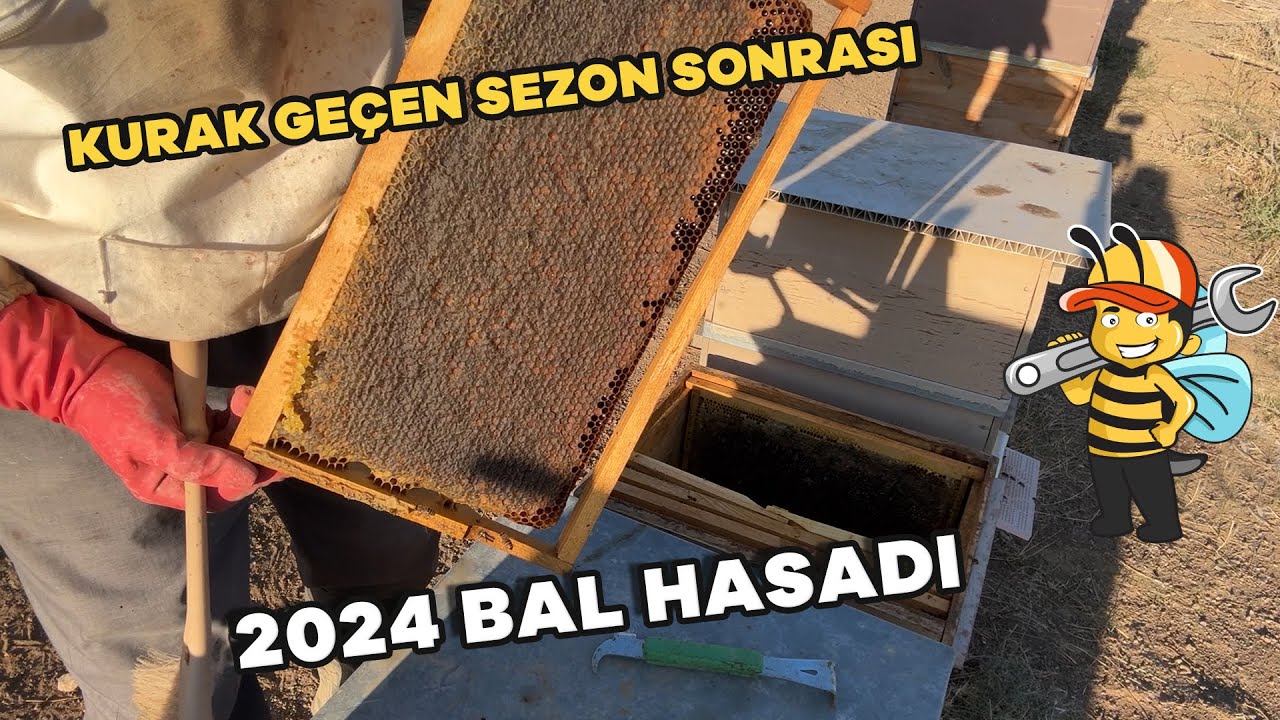 2024 BAL HASADI