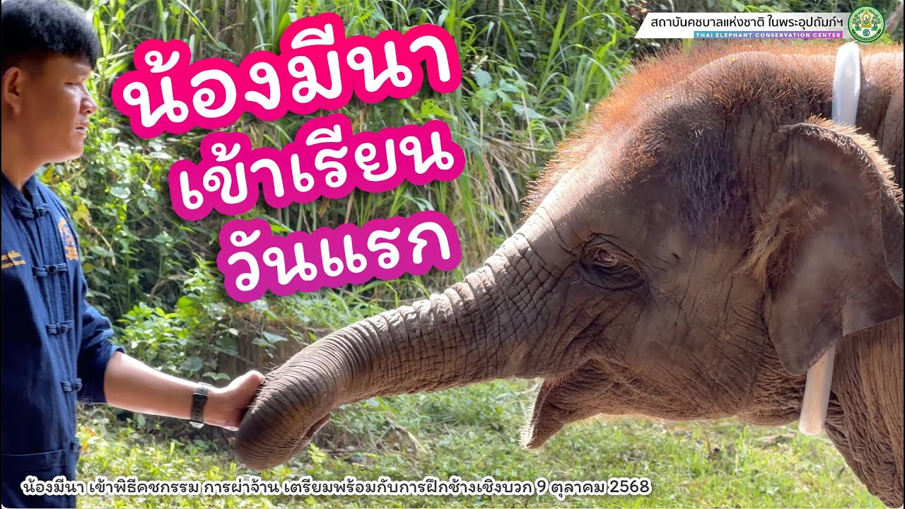 น้องมีนา เข้าพิธีคชกรรม พร้อมสำหรับการฝึกวันแรก 9 ตุลาคม 2568