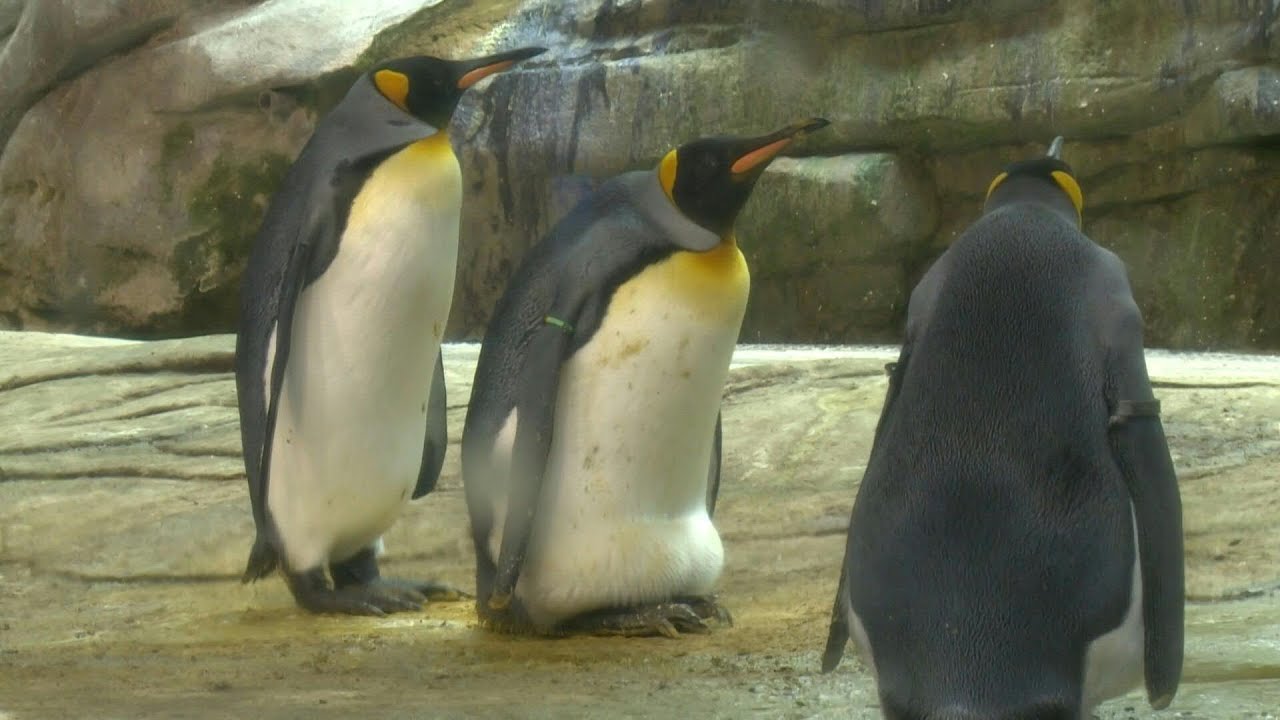 Berlin Zoo gives gay penguins egg after they fail to hatch stone | AFP