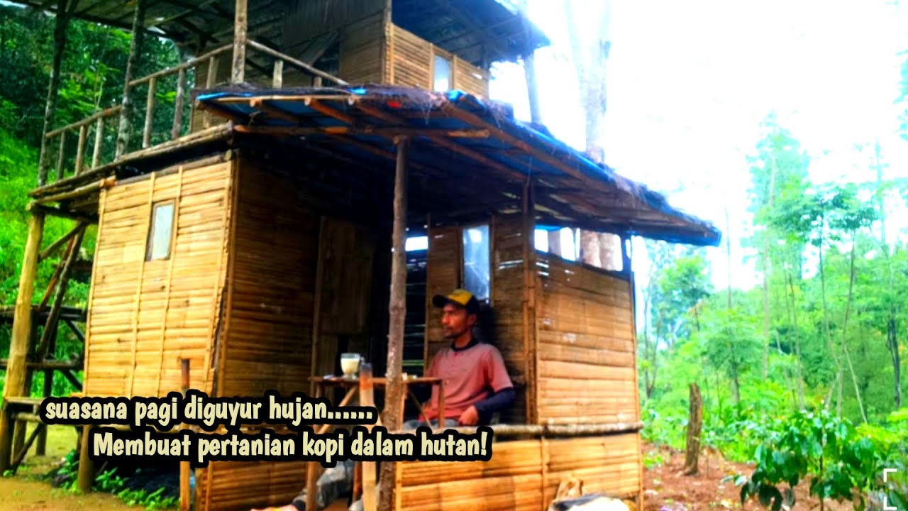 rumah idaman di hutan! membuat pertanian kopi yang berkelanjutan