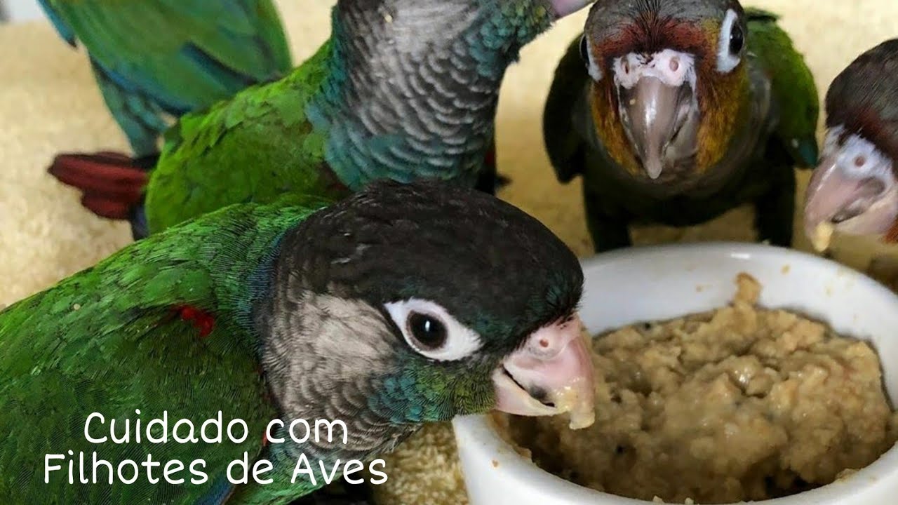 Cuidado Com Filhotes de Aves