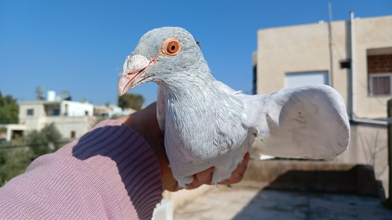 كشيت كل الجداد وراح واحد 🥵