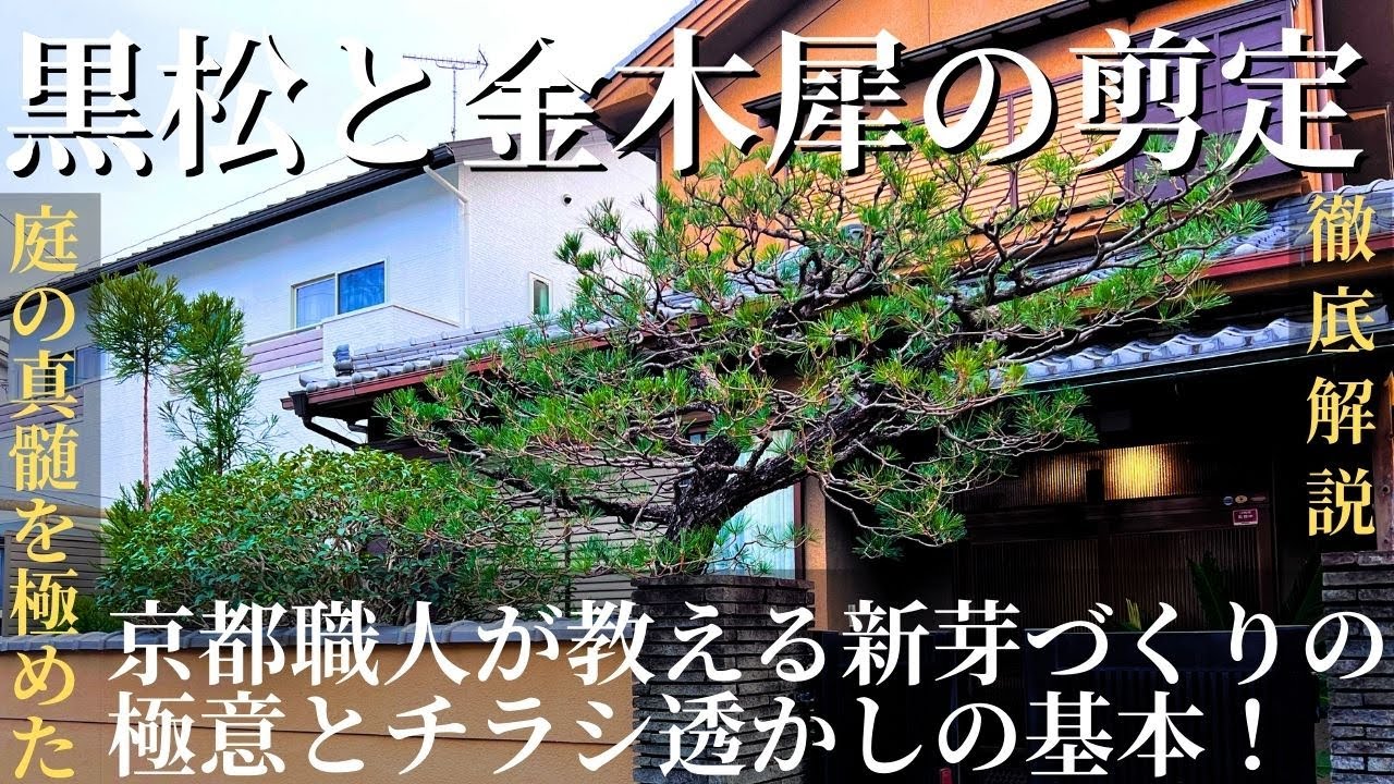 【黒松と金木犀の剪定】庭の真髄を極めた京都職人が教える新芽づくりの極意チラシ透かしの基本！