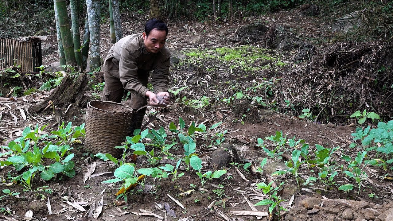 Best fertilizer for plants | LIVING OFF THE GRID | Episode 41