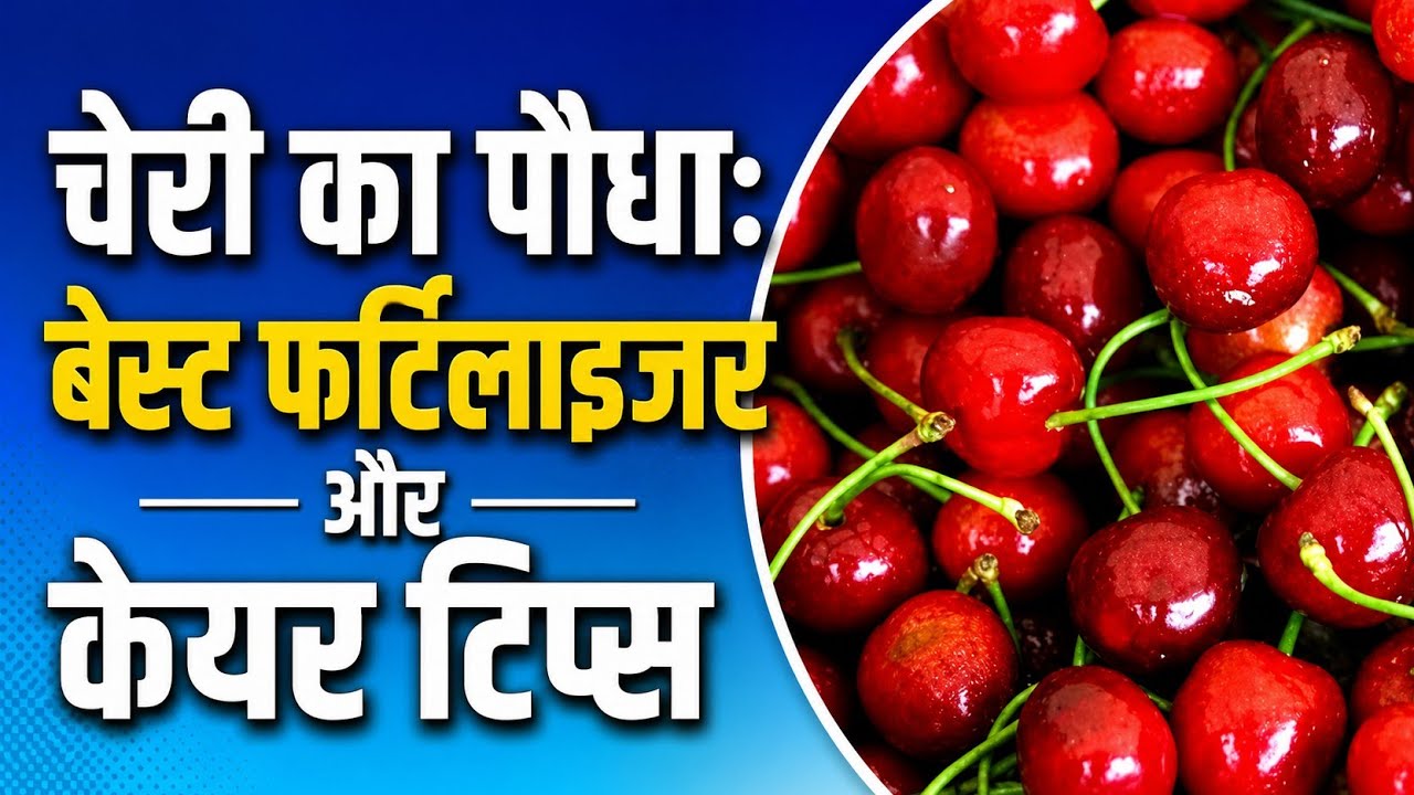 चेरी का पौधा: बेस्ट फर्टिलाइजर और केयर टिप्स