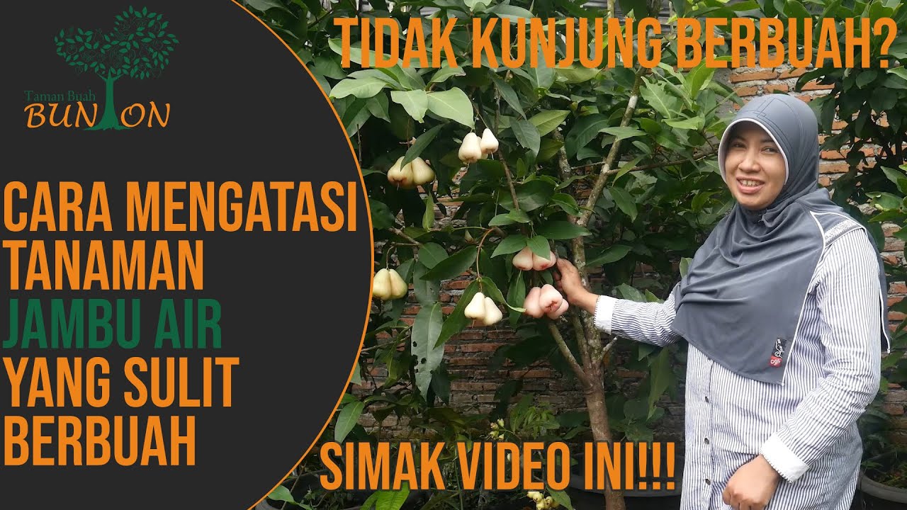 Jambu Air Cepat Berbuah : Cara mengatasi Jambu Air Susah Berbuah | #JambuAirSeries