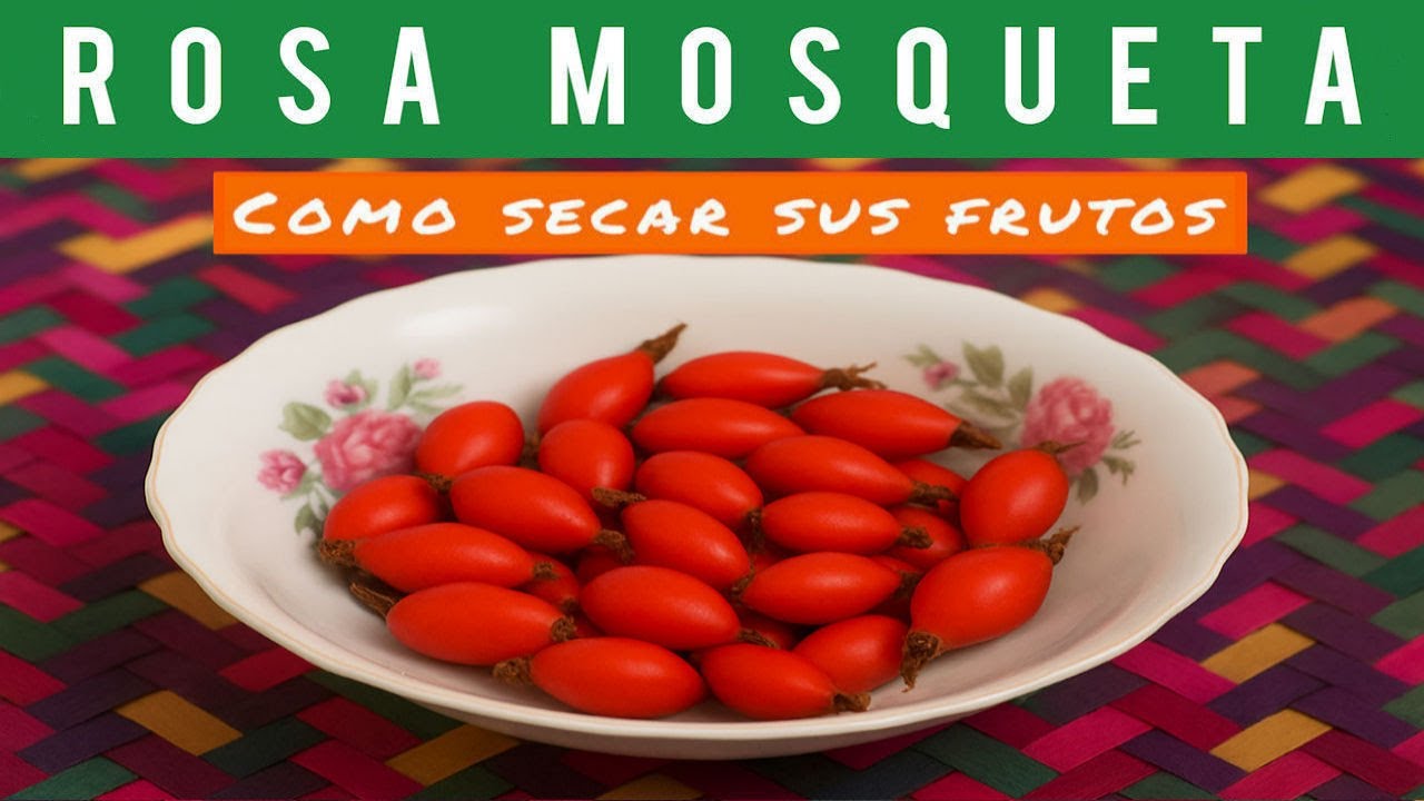 🟠Como SECAR los frutos de la ROSA MOSQUETA 🌹 | How to DRY ROSEHIP fruits