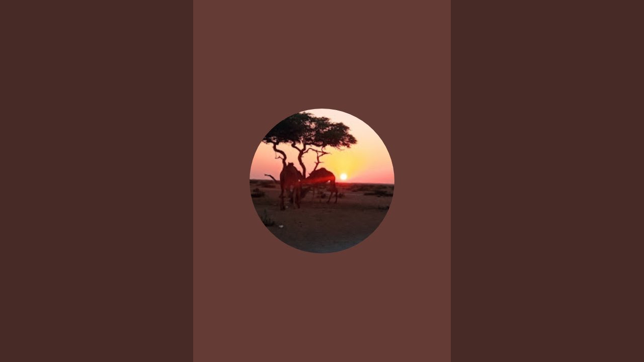 Animals Lifes is live