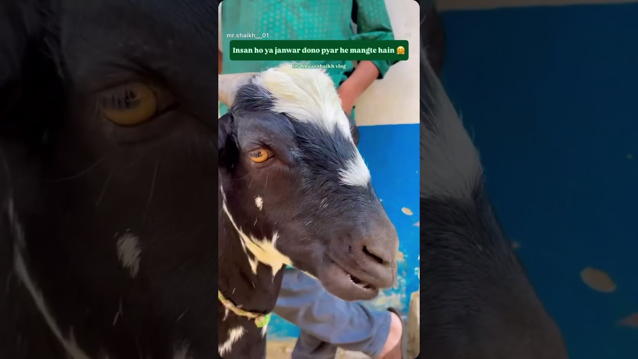 🥹❤️ Bakra Eid Mubarak ❤️ #Bakraeid #eidmubarak #shorts @ShahbaazShaikhvlog