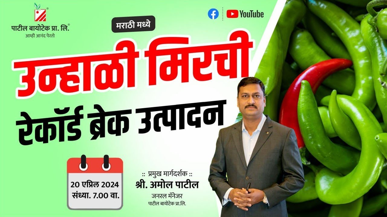 उन्हाळी मिरची रेकॉर्ड ब्रेक उत्पादन #patilbiotech