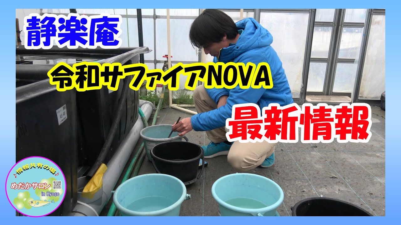 第190回静楽庵最新品種【令和サファイアNOVA】