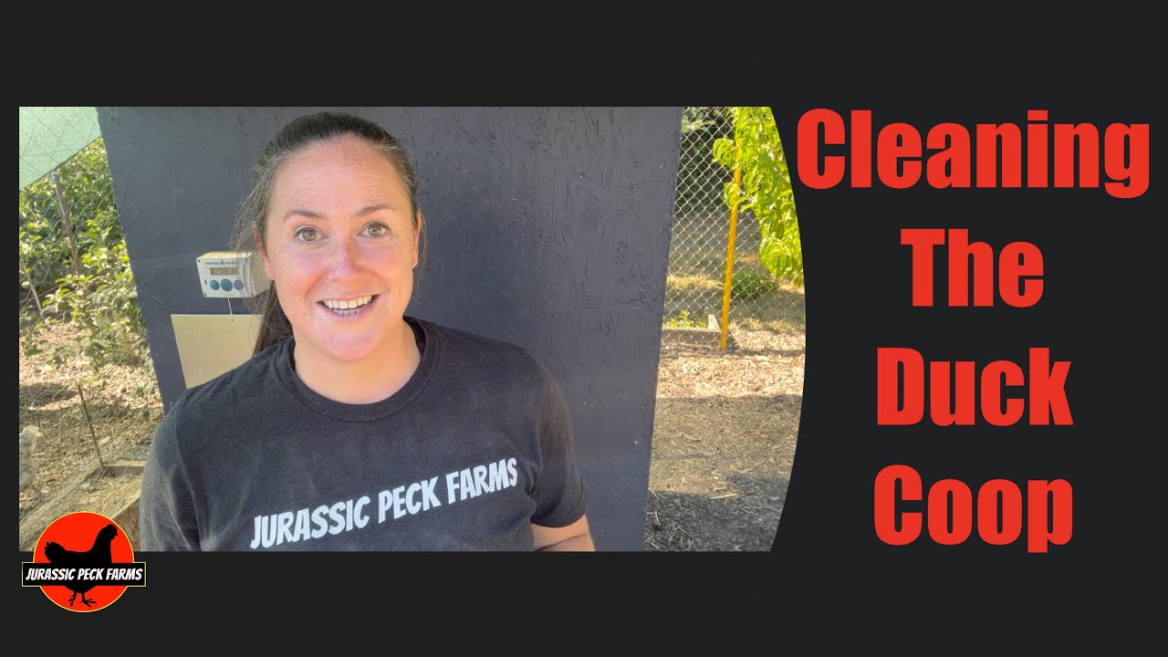 Cleaning The Duck Coop