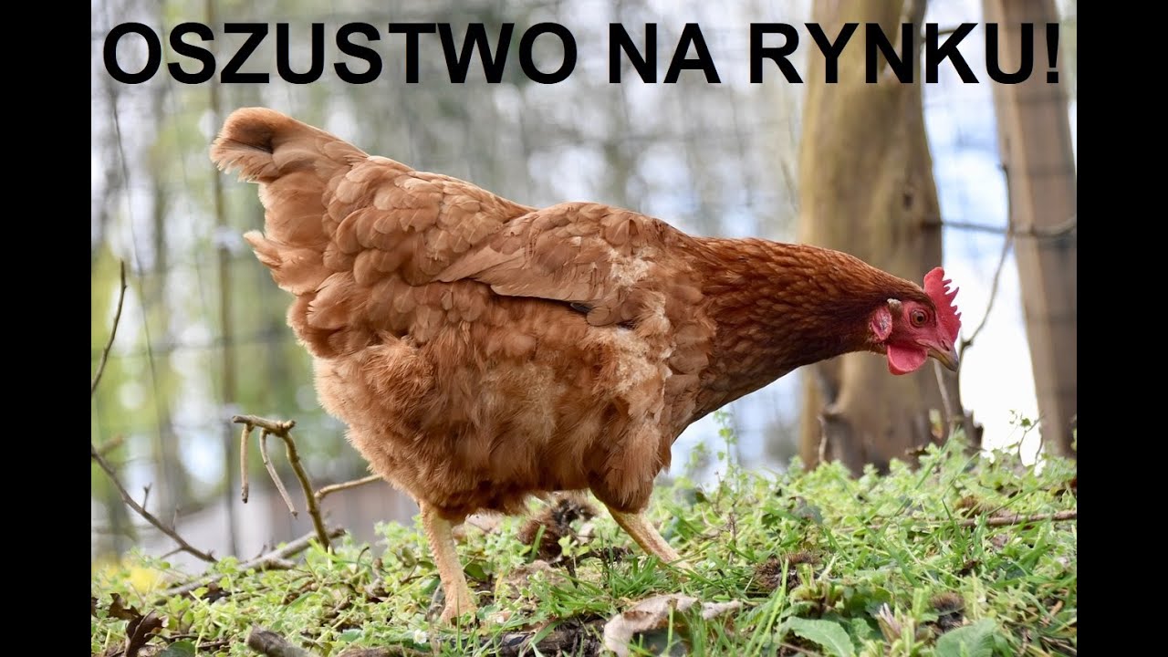 Odcinek 1568 ZNOWU KŁAMSTWA HANDLARZY NA RYNKU KUR!