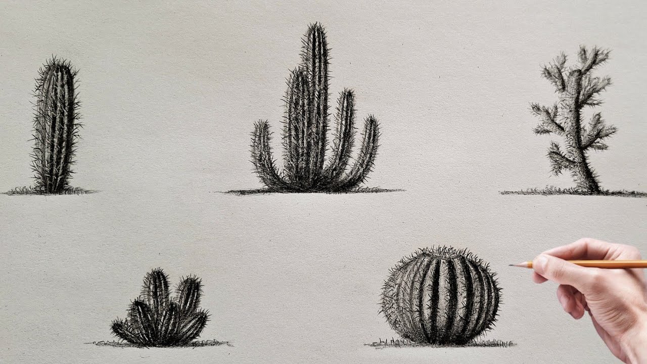 How to draw beautiful and simple cacti | Drawing some examples of cacti in a simple way