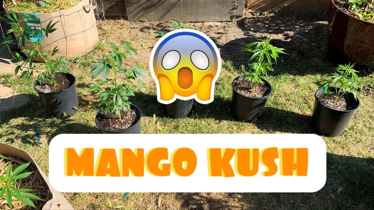 ‼️NEW PLANTS‼️ Mango Kush