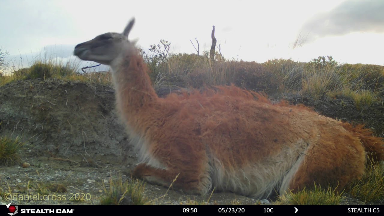 Guanaca en proceso de acicalado (tambi&eacute;n come algo de tierra)
