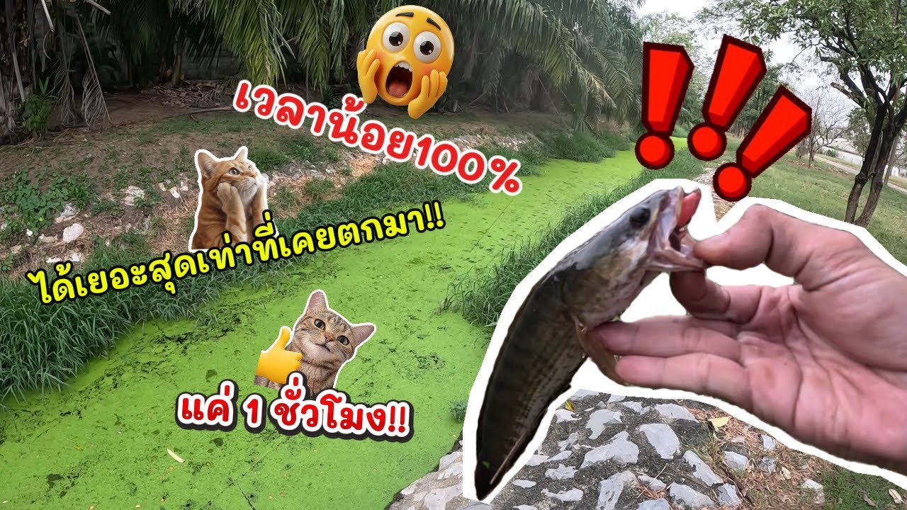 1 ชั่วโมง‼️จะได้กี่แต้ม⁉️ไปลุ้นกัน … #หมายลับในค่าย #ตกปลาช่อน 