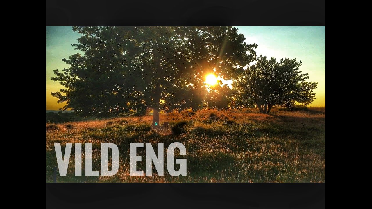Vild Eng 1 🚩 Heden - Begyndelsen 2020 [ Flamme Rouge 🚩 Nature ]