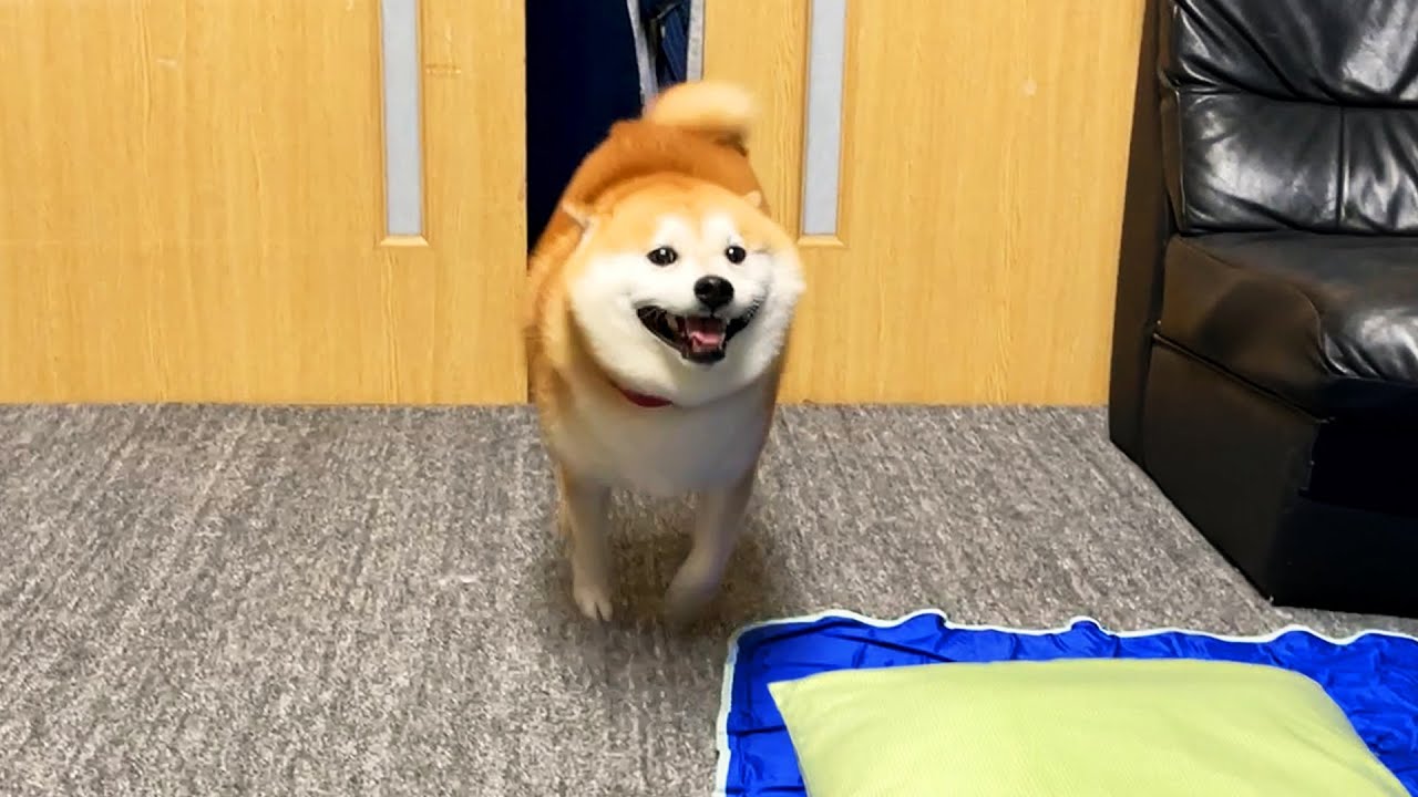 Which Shibe chooses, "owner or pillow"?