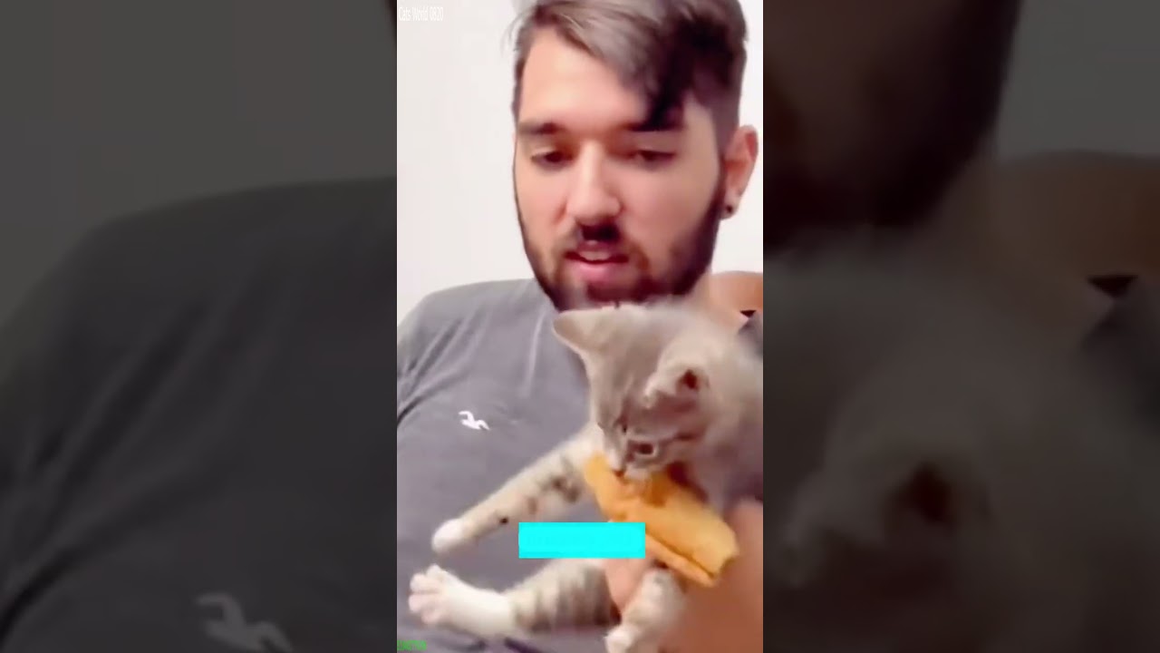 Cute Animals 🐈‍⬛ Cat Fight 😸 # Part 8449