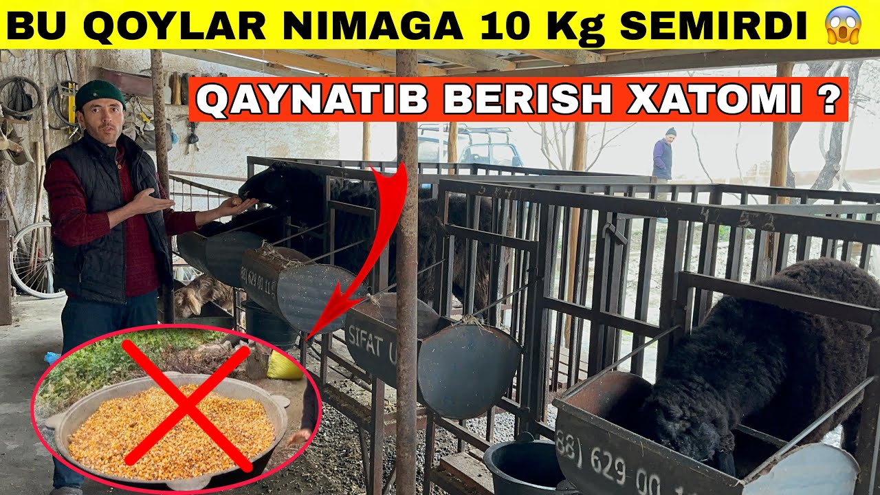 Makka Va Bug’doyni Qoynatib Beryotganlar Korsin.Tez Va Arzon Semirtirish Usuli#2026 #qoyboqish