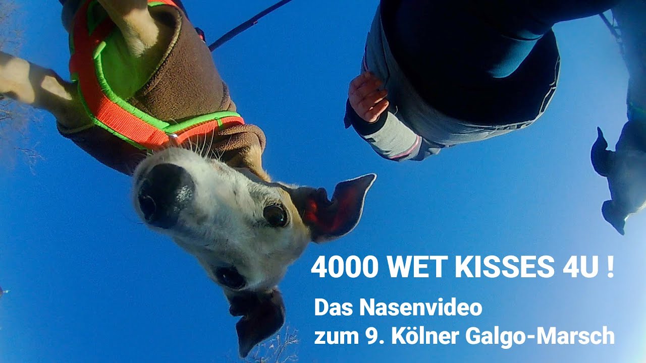 4000 WET Kisses 4U - Das Nasenvideo zum 9. Kölner Galgo-Marsch
