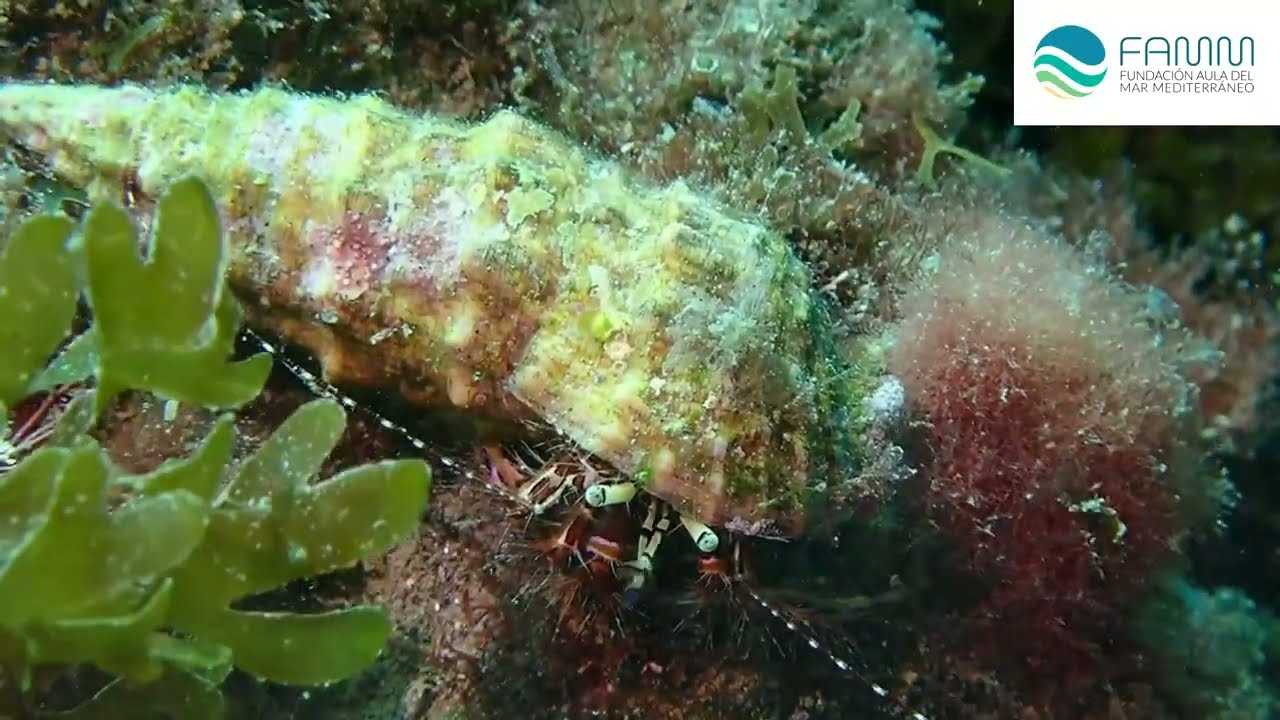 Biodiversidad en las praderas marinas de Málaga