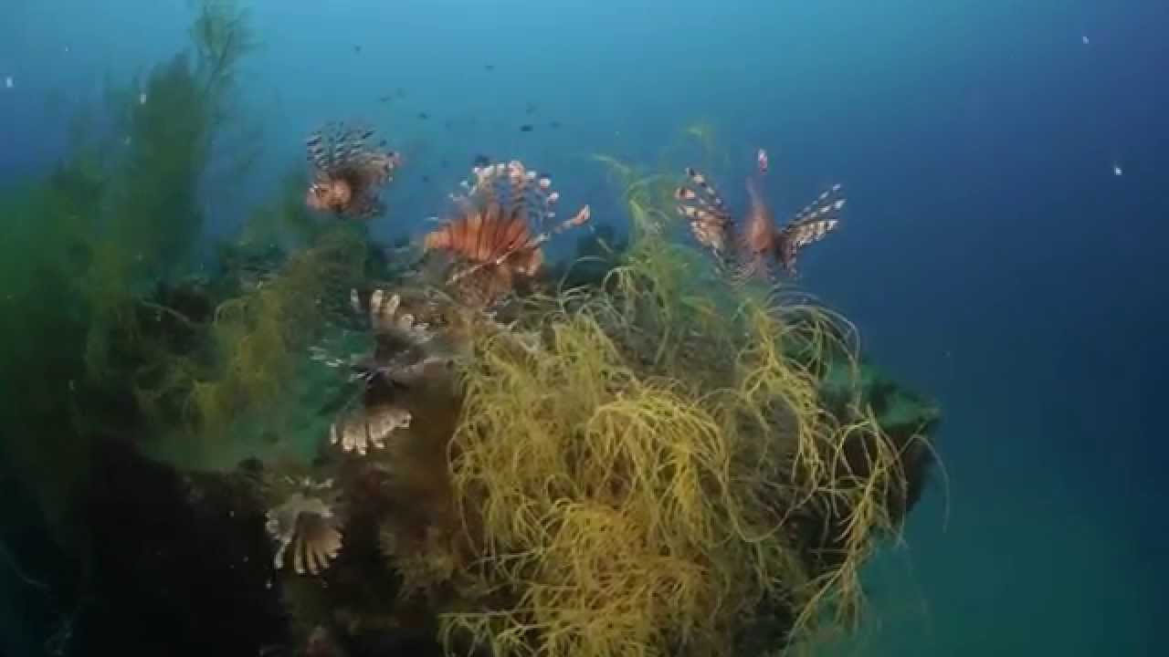 Sangat Island Dive Resort - Diving Overview (Official)