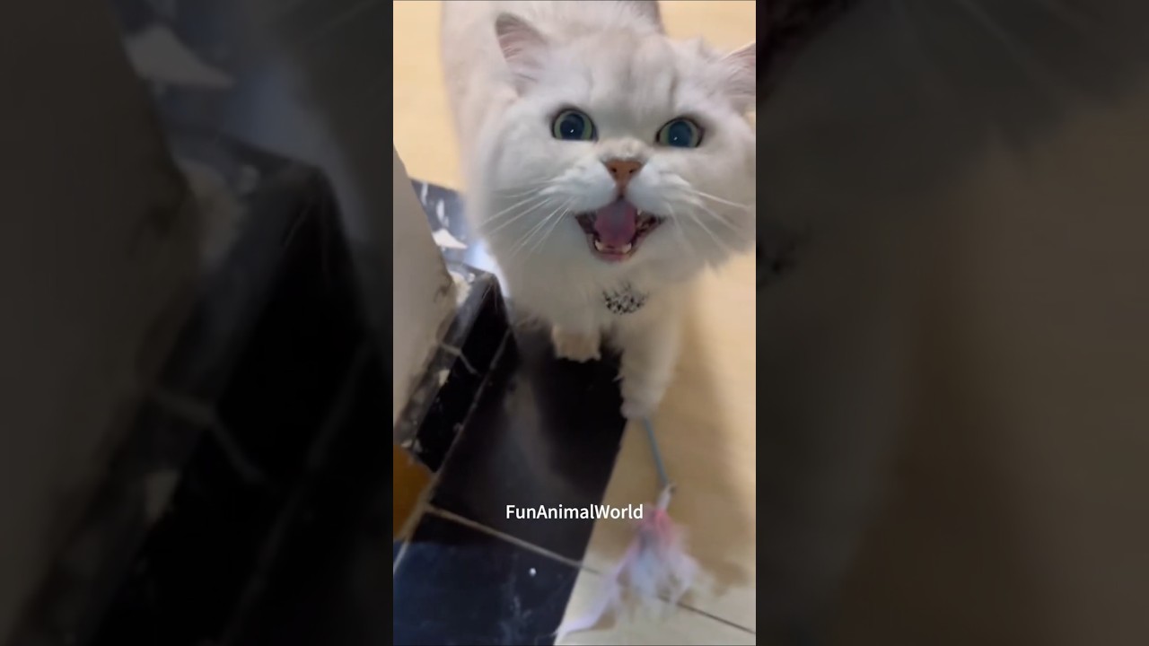 Miauczący chaos &ndash; rozbrykane koty w akcji! 😻