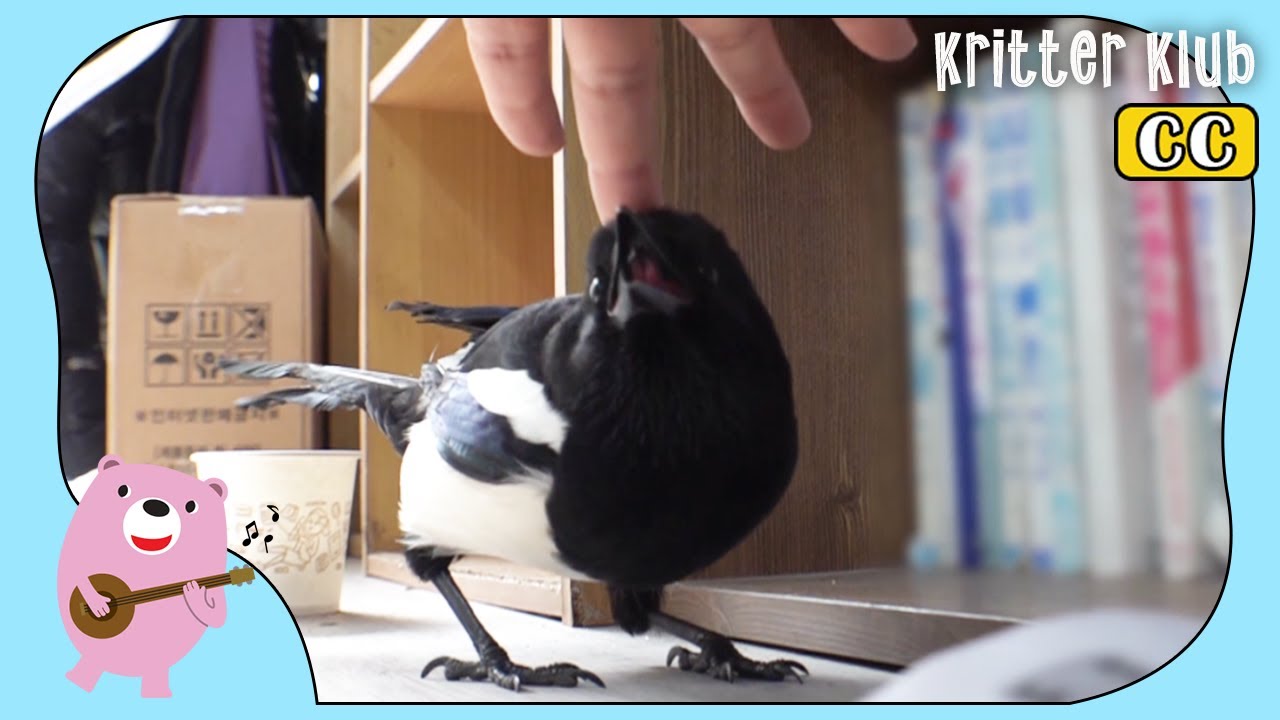 Умный и дружелюбный сорока живет в парикмахерской (часть 1) л Kritter Klub