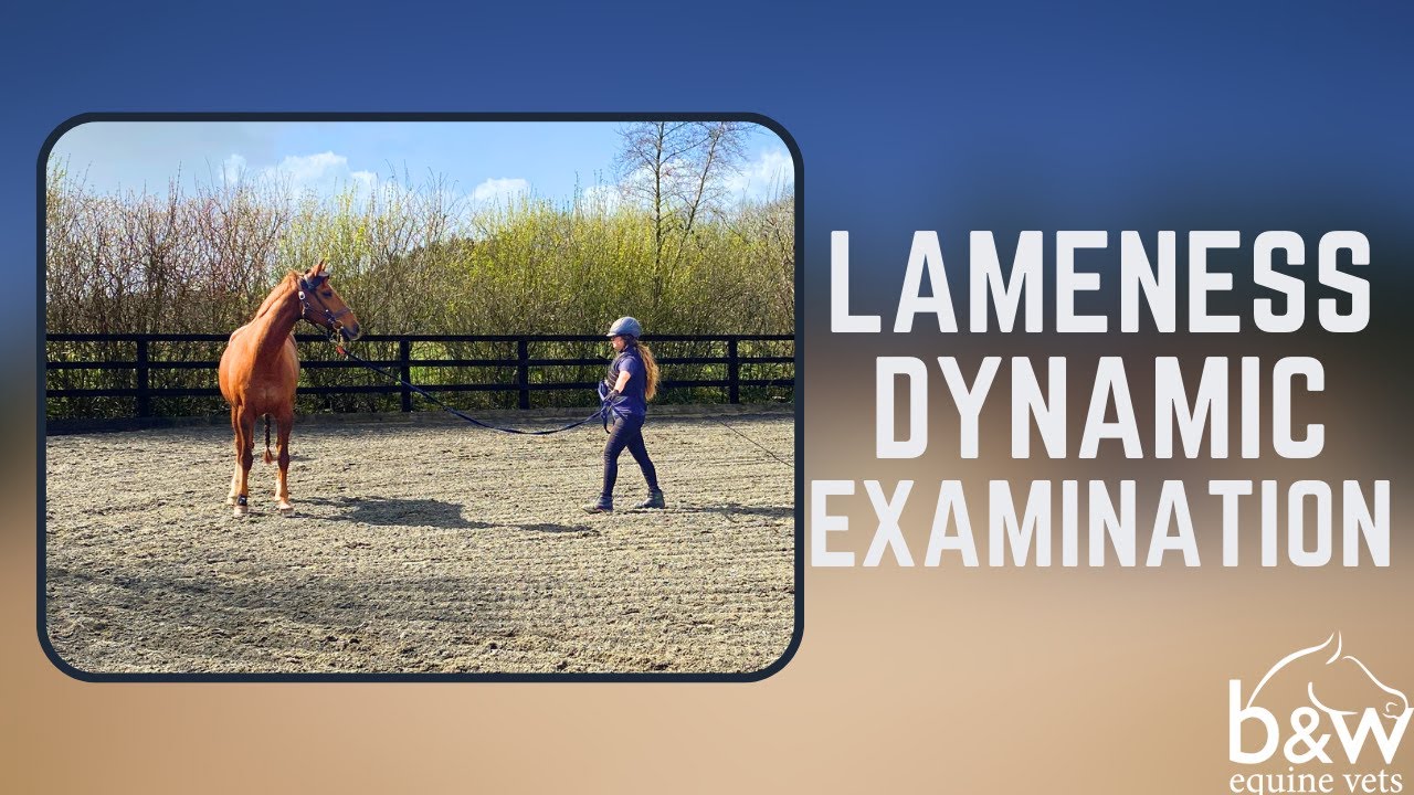 Lameness / Poor Performance Examination - Equine Lameness - B&W Equine Hospital Hospital