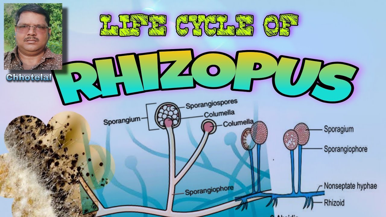 Life cycle of Rhizopus #lifecycle #rhizopus #lifecycleofrhizopus