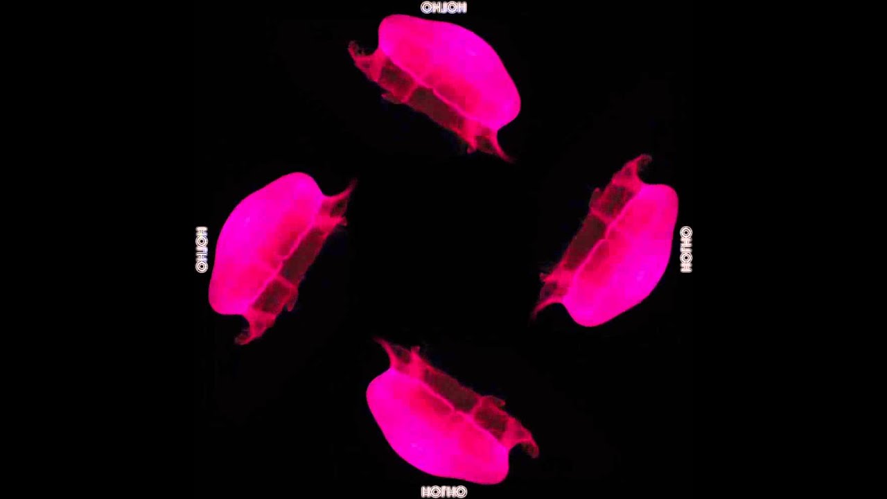 HOLOGRAM - HOLHO Collection: amazing 3D animals for 4 faces Pyramid!