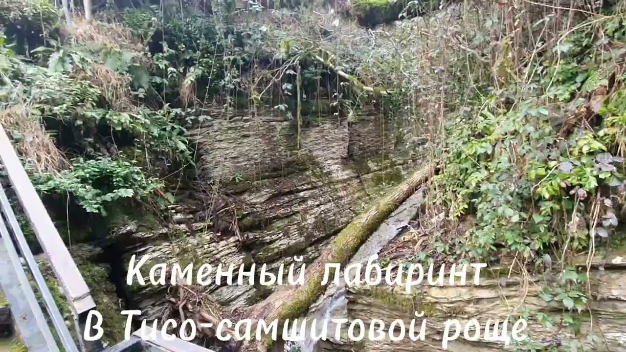 В Тисо-самшитовой роще Сочи есть каменный лабиринт, тектонический разлом, достопримечательность рощи