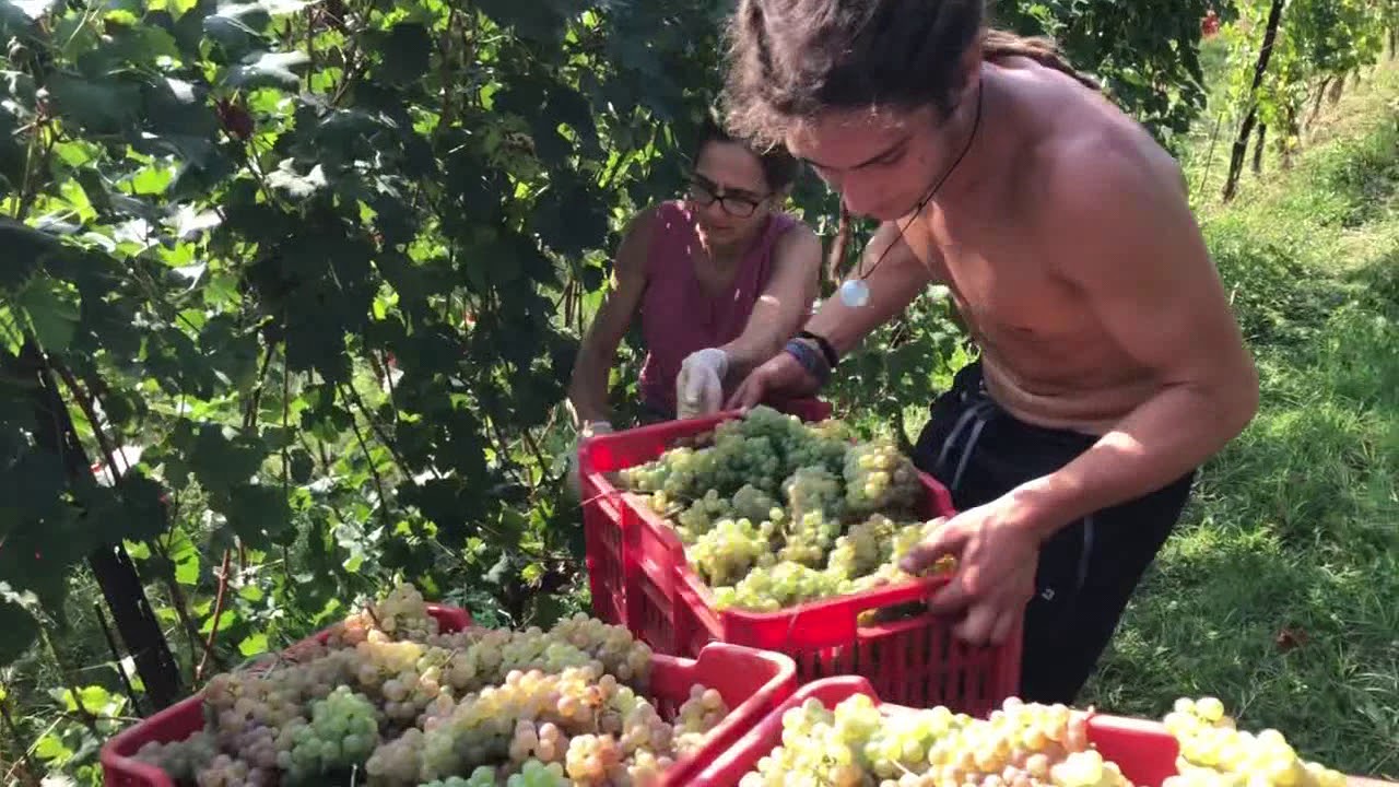 Vendemmia Roero Arneis 2018