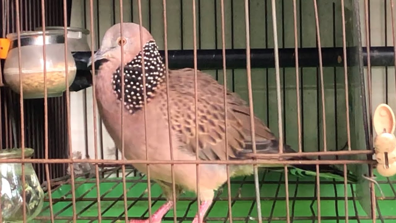 Chia sẽ cách thuần cu gáy dạn và nhanh nổi rất hiệu quả/ Chimcugay